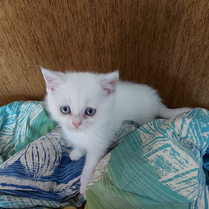 Шотландский котенок (4 фото из 10)