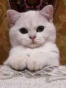 Шотландский котенок (9 фото из 10)
