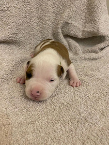 AMEERIKA STAFFORDSHIRE TERRIER (6 foto / 8)
