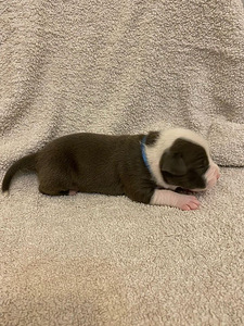 AMEERIKA STAFFORDSHIRE TERRIER (8 foto / 8)