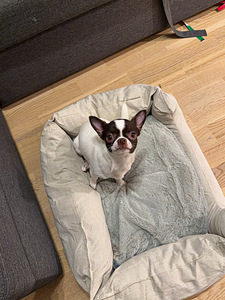 Chihuahua tyttö (4 valokuva sivusta 4)