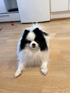 Pomeranian Spitz (1 valokuva sivusta 2)