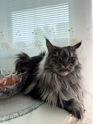 Maine Coon Kidda