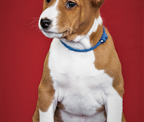 Basenji