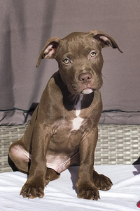 Американский питбультерьер/ ameerika pitbullterjer (8 фото из 10)