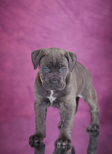 Cane Corso / Кане Корсо (3 фото из 8)