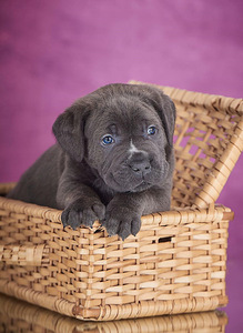 Cane Corso / Кане Корсо (4 фото из 8)