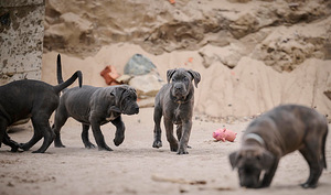 Cane Corso / Кане Корсо (5 фото из 8)