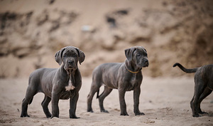 Cane Corso / Кане Корсо (6 фото из 8)