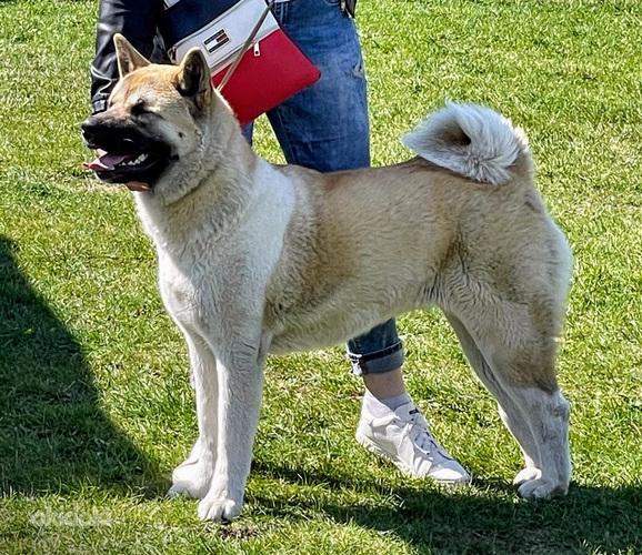 Amerikāņu akita (foto #7)