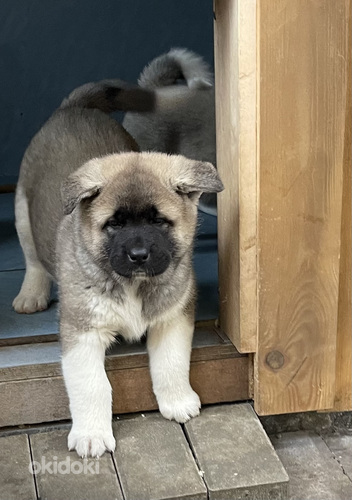 Amerikāņu akita (foto #6)