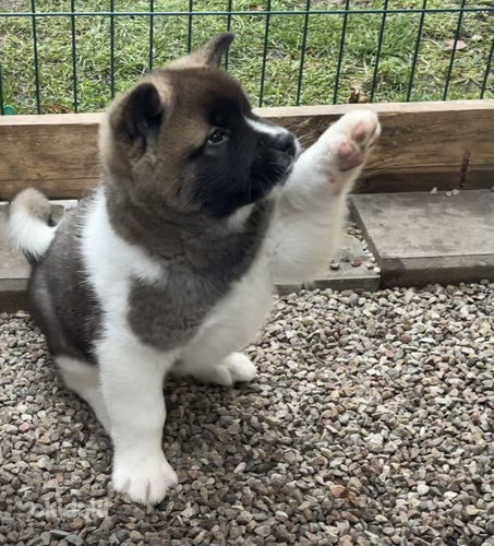 Amerikāņu akita (foto #7)