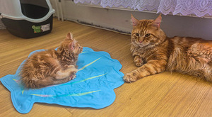 Maine Coon (1 foto / 10)
