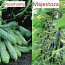Новые гибридные семена огурцов - Алекс, Дириджент и др. (фото #2)