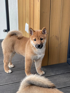 Shiba Inu kucēni puppies (5 foto no 8)