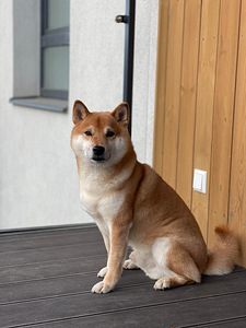 Shiba Inu kucēni puppies (8 foto no 8)