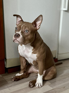 Emane American Bully puhtatõuline koer (1 foto / 3)