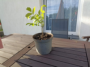 Грецкий орех (Juglans regia) (1 фото из 2)