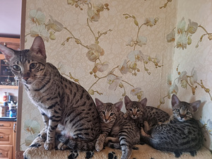 Müüa Savanna tõugu kassipojad (2 foto / 7)
