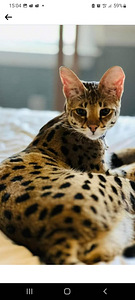 Котята Savannah (6 фото из 6)