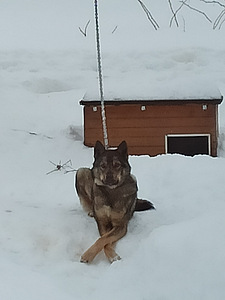 Ära anda koer (1 foto / 10)