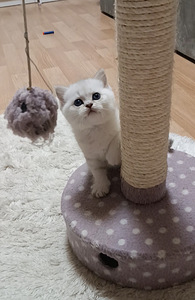 Шотландские котята (1 фото из 10)