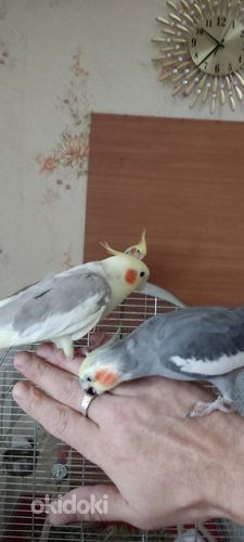 Müün 4 papagoi nümfikabeli koos suure puuriga (foto #7)