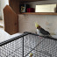 Продам попугая (фото #1)