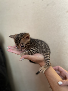Бенгальский кот (2 фото из 4)