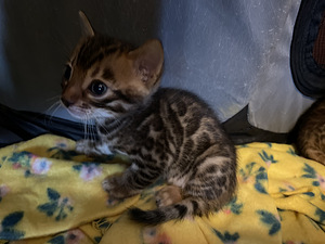 Бенгальский кот (3 фото из 4)