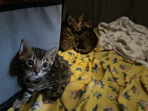 Бенгальский кот (4 фото из 4)