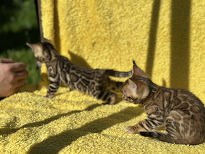 Бенгальские котята (2 фото из 9)