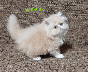 Персидские котята (1 фото из 4)