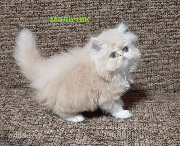 Персидские котята