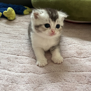 Шотландские вислоухие/прямоухие котята (5 фото из 10)
