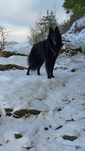 Grunindal otsib pruuti (4 foto / 9)