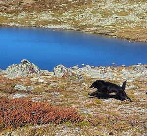 Grunindal otsib pruuti (5 foto / 9)