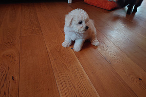 Bichon Frise Kutsikas (4 foto / 5)