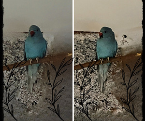 Кольчатый попугай (2 фото из 2)