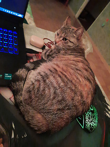 Cat looking for lovely home (2 foto / 10)