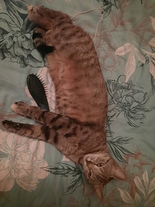 Cat looking for lovely home (3 foto / 10)