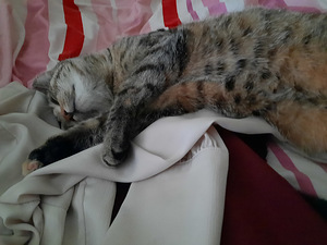 Cat looking for lovely home (9 foto / 10)