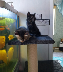 Котики. Kassipojad. (2 фото из 3)
