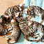 Бенгальские котята (фото #2)