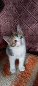 Котята забронированы (2 фото из 5)