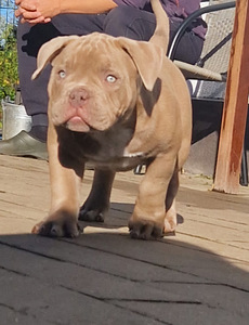 Ameerika bully (4 foto / 5)