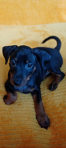 Карликовый пинчер (5 фото из 5)