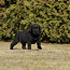 Labrador retrieveri kutsikad/ black labradori kutsikad FCI (foto #3)