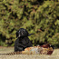 Labrador retrieveri kutsikad/ black labradori kutsikad FCI (foto #4)