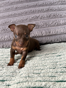 Щенки русского той-терьера (6 фото из 8)